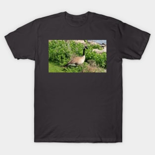 Canada Goose Resting In a Bush T-Shirt